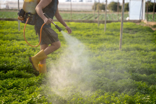 Best Local Pest Control Services  in Soda Springs, ID