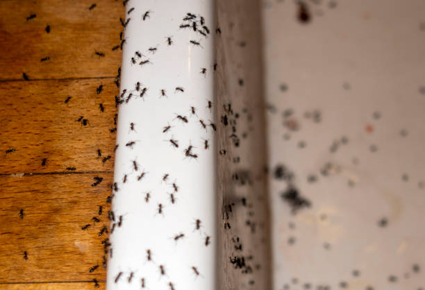 Best Affordable Pest Control Services  in Soda Springs, ID